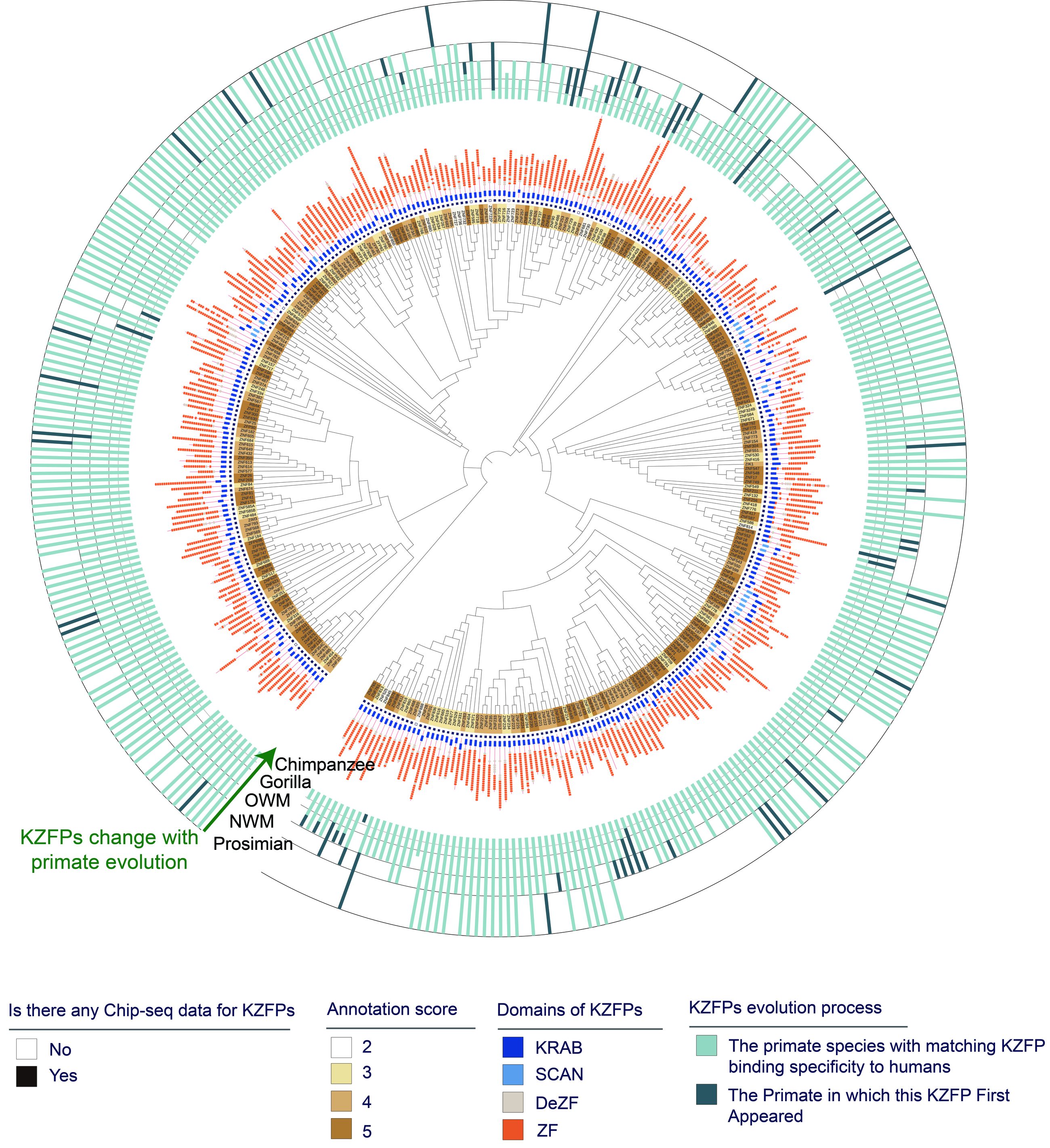 Circular phylogenetic tree of KZFPs with annotation, ChIP-seq and evolution rings